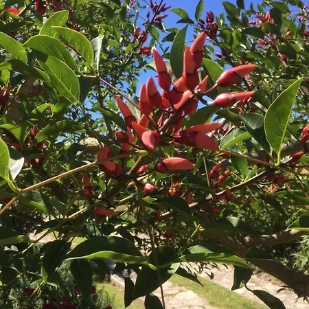 ヴィラ Casa Quinta Do Floral シントラ